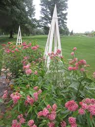 Asclepias Incarnata Cinderella Looks Great Right Now The Butterflies Are Happy And So Are We July 2013 Asclepias Incarnata Asclepias White Flower Farm