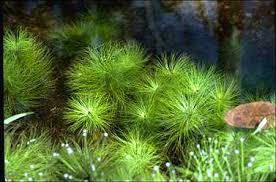 Image result for Eriocaulon setaceum