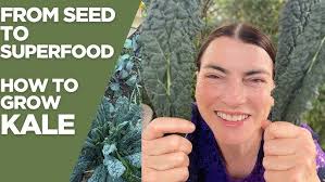 FIFTEEN ways to use LEMON BALM & how to grow this useful plant