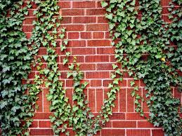 I am so excited that you stumbled upon this blog. Ivy On The Brick Wall Ivy Climbing The Brick Wall Of A House Affiliate Brick Ivy Wall House Climbing Ad Garden Vines Garden Wall Growing Vines