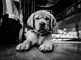 Black And White Lab Gus The Fox Red In Black And White Fox Red Lab Red Lab Labrador Retriever