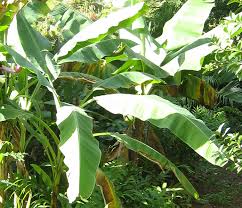 Image result for Musa ornata