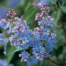 Dwarf Wonderblue Lilac Dwarf Lilac Flower Seeds Beautiful Flowers