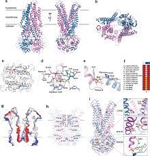 Choose from a wide range of properties which booking.com offers. Cryo Em Structure Of Human Lysosomal Cobalamin Exporter Abcd4 Cell Research