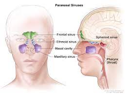 Malignant tumor of sphenoid sinus. Definition Of Sphenoid Sinus Nci Dictionary Of Cancer Terms National Cancer Institute