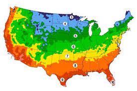 How to choose the best trees for evergreen trees html the 10 best evergreen flowering shrubs fast growing hedges for privacy small or dwarf weeping trees for. Dwarf Trees For Zone 7 Plantingtree