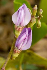 Image result for Canavalia