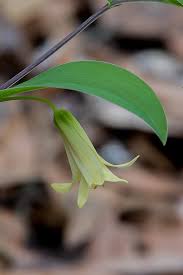 Image result for Volusia resupinata