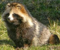 The Raccoon Dog Or Tanuki Is A Canid Indigenous To East Asia The Raccoon Dog Is Named For Its Resemblance To The Racco Unusual Animals Weird Animals Animals