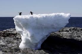 This remarkable bird also remains among the most southerly distributed of all seabirds. Why Some Penguin Populations Are Shrinking On Antarctica Pbs Newshour