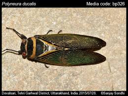 Image result for Eulalia polyneura