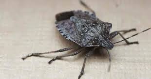 Stink bugs can live for a very long time without food; 15 Best Tips That Will Get Rid Of Pesky Stink Bugs