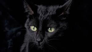 Black Cat Wallpaper Hd Images 1106 Wallpaper Animaljetz Com Cat Wallpaper Cats And Kittens Cats