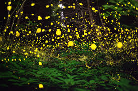 نتیجه جستجوی لغت [fireflies] در گوگل