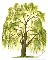 Check spelling or type a new query. Quotes About Weeping Willows 39 Quotes