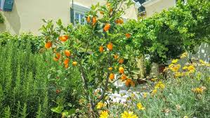 About the nagami kumquat native to china, the nagami kumquat was first brought to the united states in 1850. What Is A Kumquat Tree Home Stratosphere