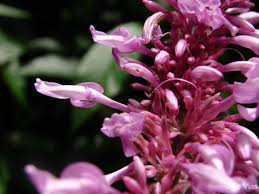 Image result for Odontonema callistachyum