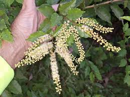 Image result for Combretum padoides