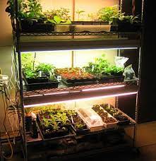 Indoor Growing Setup And Lots Of Info About Growing Plants In A Northern Climat Microgreens Growing Indoor Setup Plant Lights Indoor Setup Plant Lights Indoor