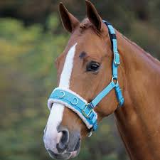 See if you're making these lunging mistakes and learn how to lunge with a cavesson instead of a bridle or halter (see image below). Shires Fleece Lunge Caveson