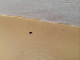 Invasion Petite Mouche