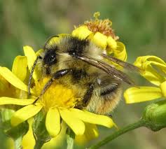 One of the 1st records last year was 27th april in kent so it could be any day now. The Shrill Carder Bee Is One Of The Tiniest Known Species Of Bumblebee It Is Also One Of The Most Uniquely Colored Sadly They Are Vanis Bee Habitats Species