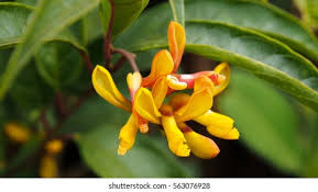 Image result for Polygalaceae