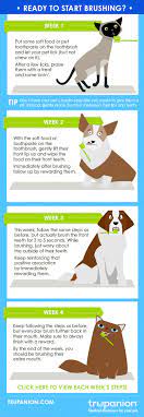 Simple Steps To Start Brushing Your Pet S Teeth Dog Teeth Care Pet Dental Care Pet Dental Health
