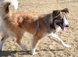 They often share this nickname with several other farm shepherds as well. National English Shepherd Rescue Singing Dogs
