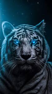 Blue Tiger Tiger Wallpaper Tiger Spirit Animal Animal Wallpaper