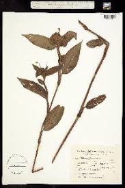 Image result for Commelina nyasensis