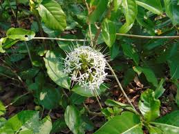 Image result for Pavetta lindina