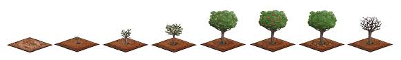Department of agriculture plant hardiness zones 3 through 9 depending on the variety. Apple Tree Growth Stages By Eatmemtfckr On Deviantart