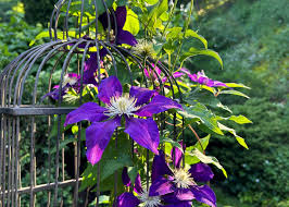 Image result for Clematis