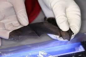 Rutgers Scientists Awarded More Than 300 000 For Bat Disease Research By U S Fish And Wildlife Service Newsroom