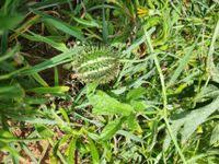 Image result for Cucumis ficifolius