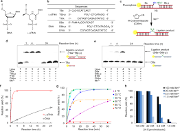 Browse designs or upload your own! Nonenzymatic Polymerase Like Template Directed Synthesis Of Acyclic L Threoninol Nucleic Acid Nature Communications