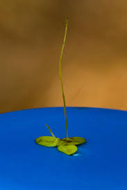 Image result for Lemna aequinoctialis