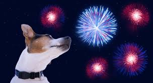 Are grow lights harmful to pets. Why Is Your Dog Scared Of Fireworks 5 Key Tips To Help Cesar S Way