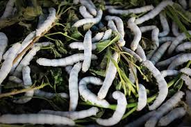 Silk fibers spun by several species of arthropods have existed naturally for hundreds of millions of years. The Truth About Silk Animals Used For Clothing Issues Peta Asia