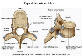 6 different views demonstrated with the rotation step of 45°. The Distinct Features Of The Thoracic Vertebra Thoracic Vertebrae Thoracic Vertebrae
