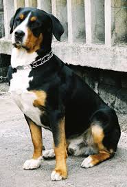 Educate members on health and welfare issues. Home Page Petra All Natural Products Dog Breeds Entlebucher Mountain Dog Greater Swiss Mountain Dog