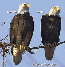 Birds That Look Like Bald Eagles Bald Eagle Viewing Directory Bald Eagle American Bald Eagle Eagle