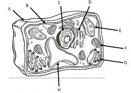 Diagram of animal cell, created with biorender.com. Learn About Plant Cells Biology Quiz Proprofs Quiz