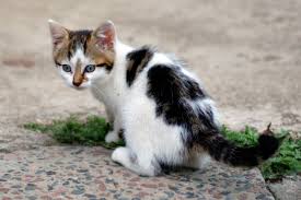 There is a wide variety of tabby cat colors and patterns. 7 Bicolor Pattern Variations In Cats And Why They Occur Pethelpful By Fellow Animal Lovers And Experts