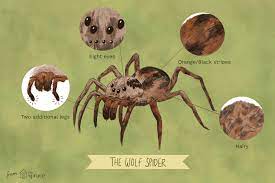 Solution is a continuing cycle of three most wolf spiders are also nocturnal, although some do hunt in the morning. The Wolf Spider How Dangerous Is Its Bite