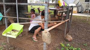 Panduan & pelan reban ayam dalam blog ini akan membantu anda melalui proses langkah demi langkah cara membina reban ayam yang. Laporan Khas Ayam Serama Hobi Jana Pendapatan Lumayan 10 Ogos 2015 By Berita Rtm