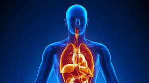 Thus, the heart is an organ composed of all four tissues, whose function is to pump blood throughout the body. Human Body Organs Systems Structure Diagram Facts Britannica