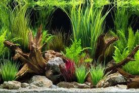 Jika anda menyukai sesuatu yang unik dan berbeda, anda dapat menghias aquarium anda sesuai dengan. 10 Ide Hiasan Aquarium Untuk Mempercantik Isi Rumah Mustika Land