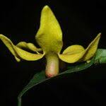 Image result for isolona